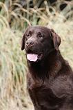 LABRADOR 736